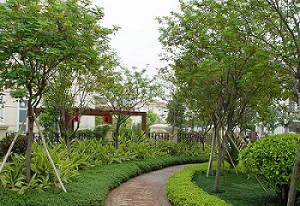 內蒙古苗木銷售 內蒙古苗木銷售