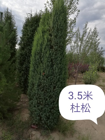 內蒙古苗木—杜松