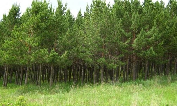  樟子松做防腐木材料的優勢體現在哪些方面？